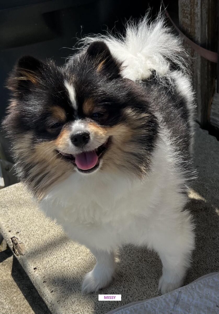 Missy - The Road Home Animal Project