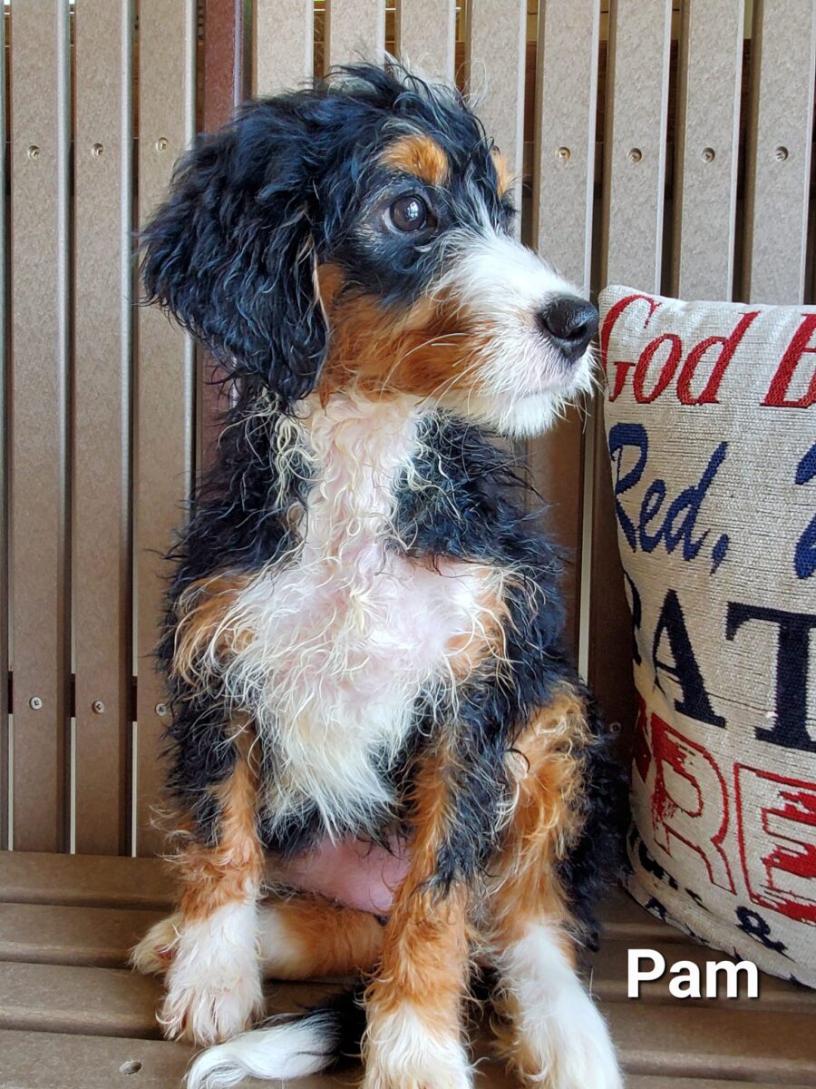 Pam - The Road Home Animal Project