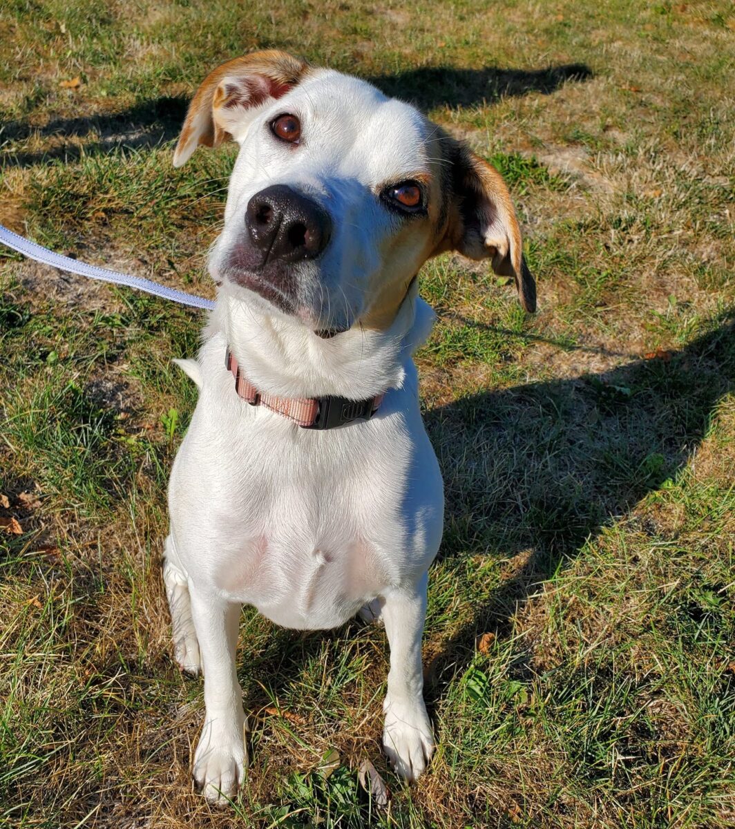 Poppy (cell dog) - The Road Home Animal Project