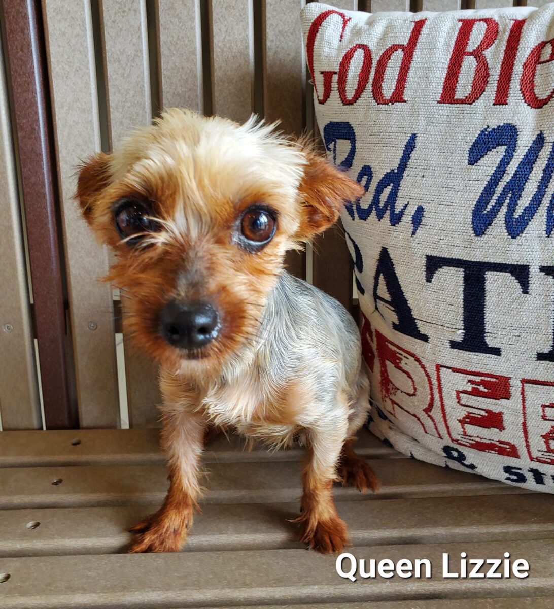 Queen Lizzie - The Road Home Animal Project