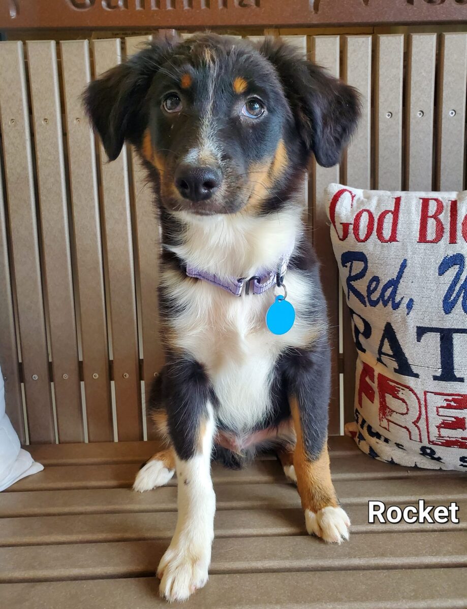 Rocket - The Road Home Animal Project