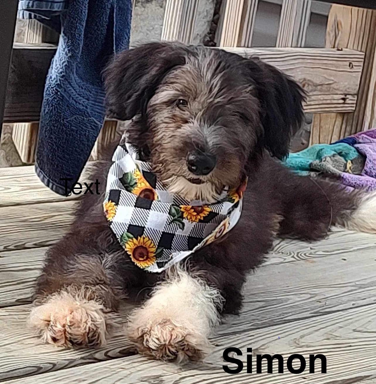 Simon - The Road Home Animal Project
