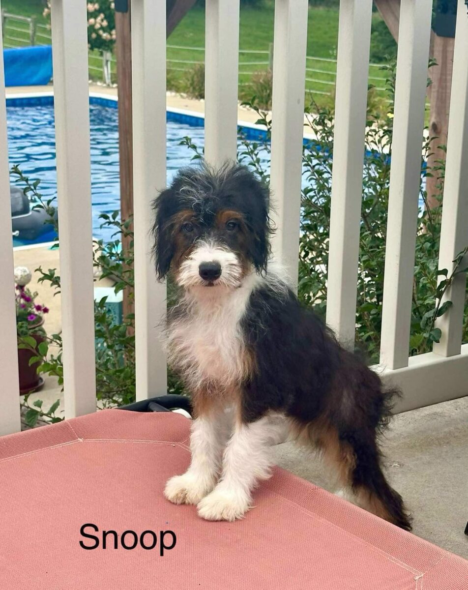 Snoop - The Road Home Animal Project