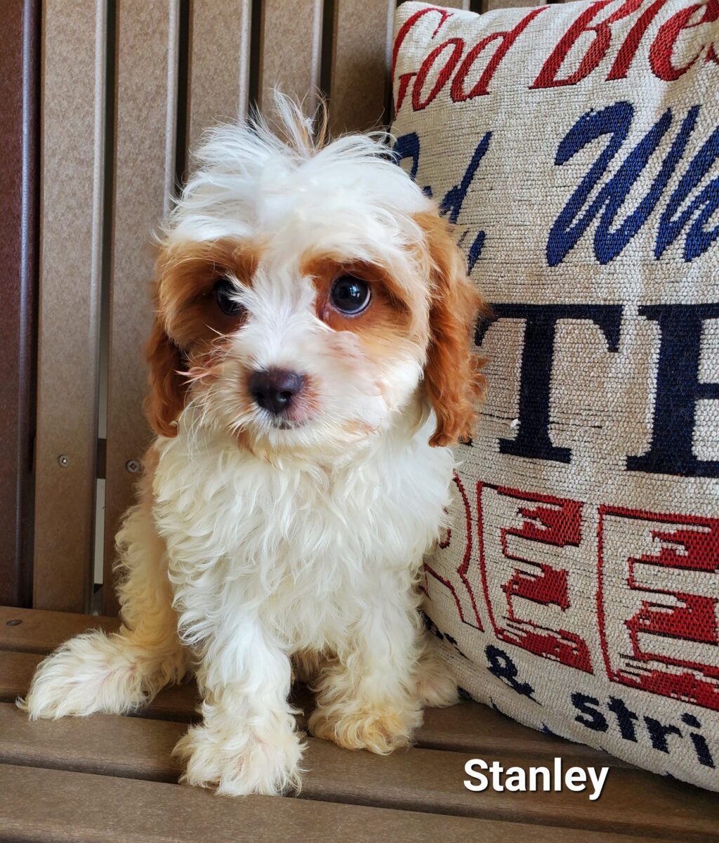 Stanley - The Road Home Animal Project