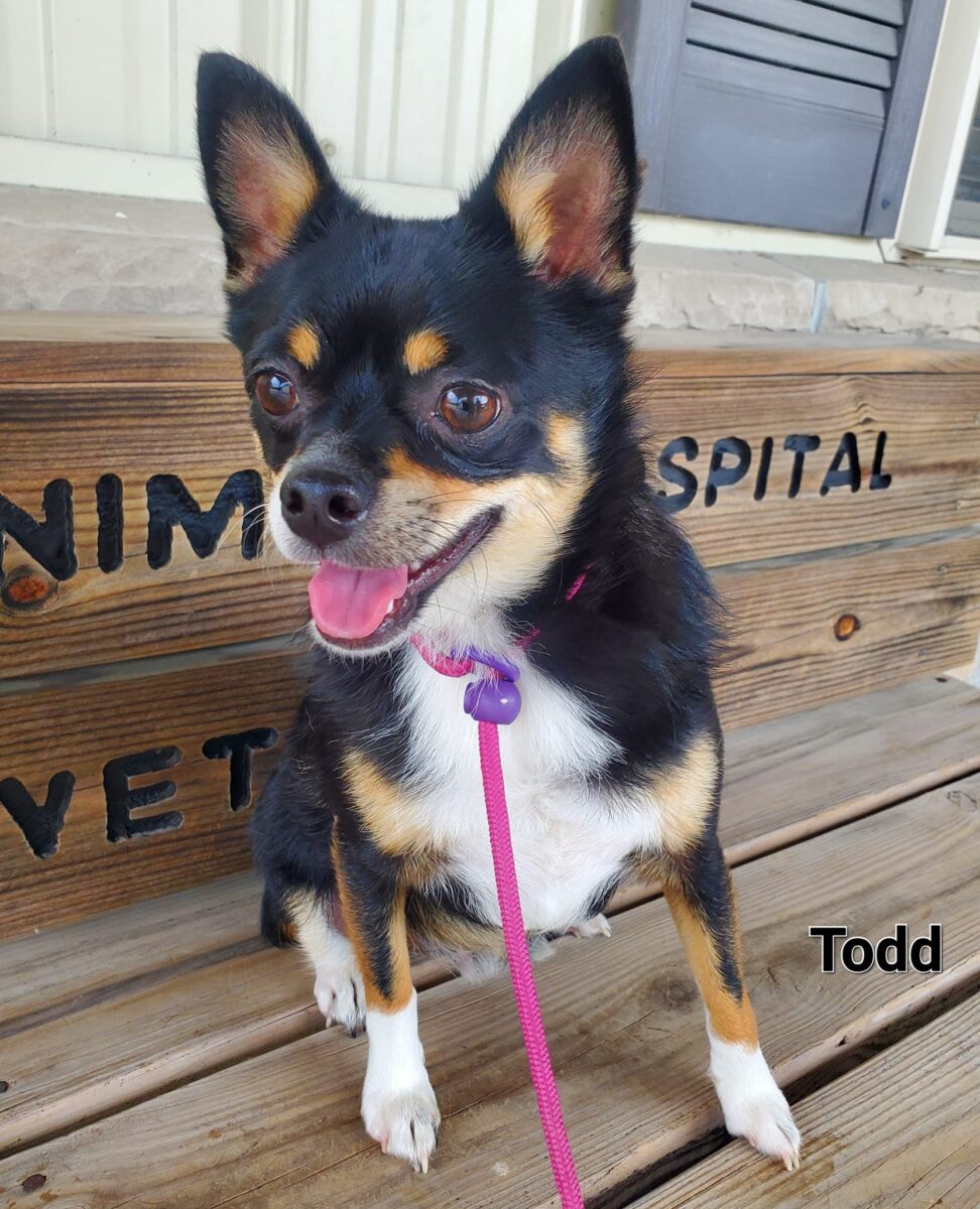 Todd - The Road Home Animal Project