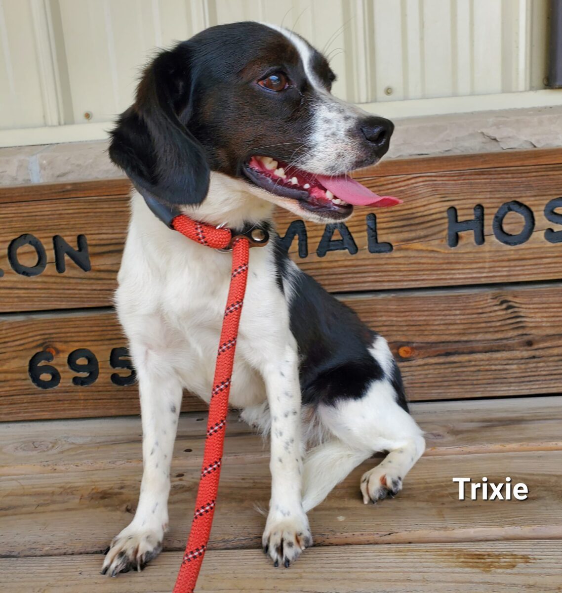 Trixie - The Road Home Animal Project