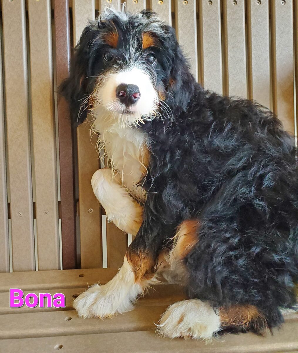 Bona - The Road Home Animal Project