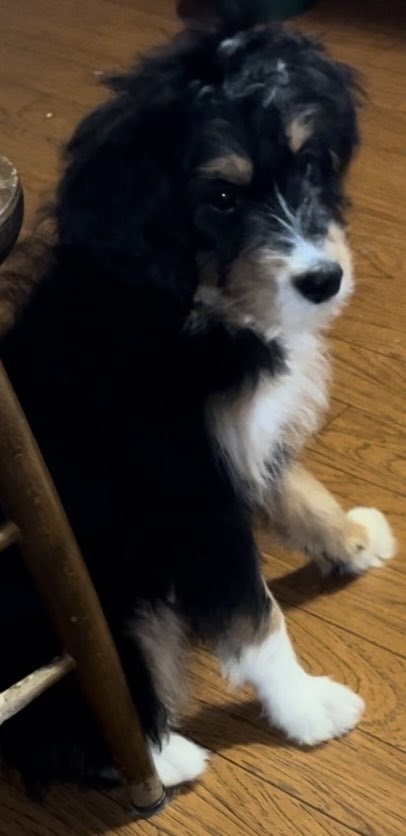 Carrie - The Road Home Animal Project