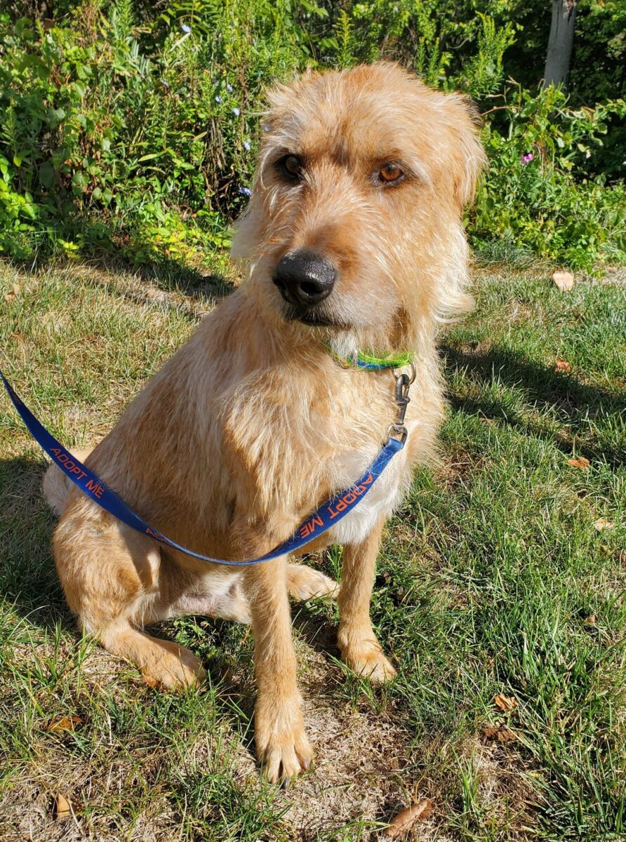 Charlie (cell dog) - The Road Home Animal Project