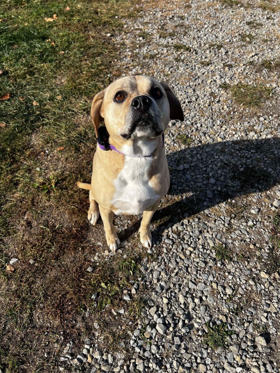 Cupcake - The Road Home Animal Project