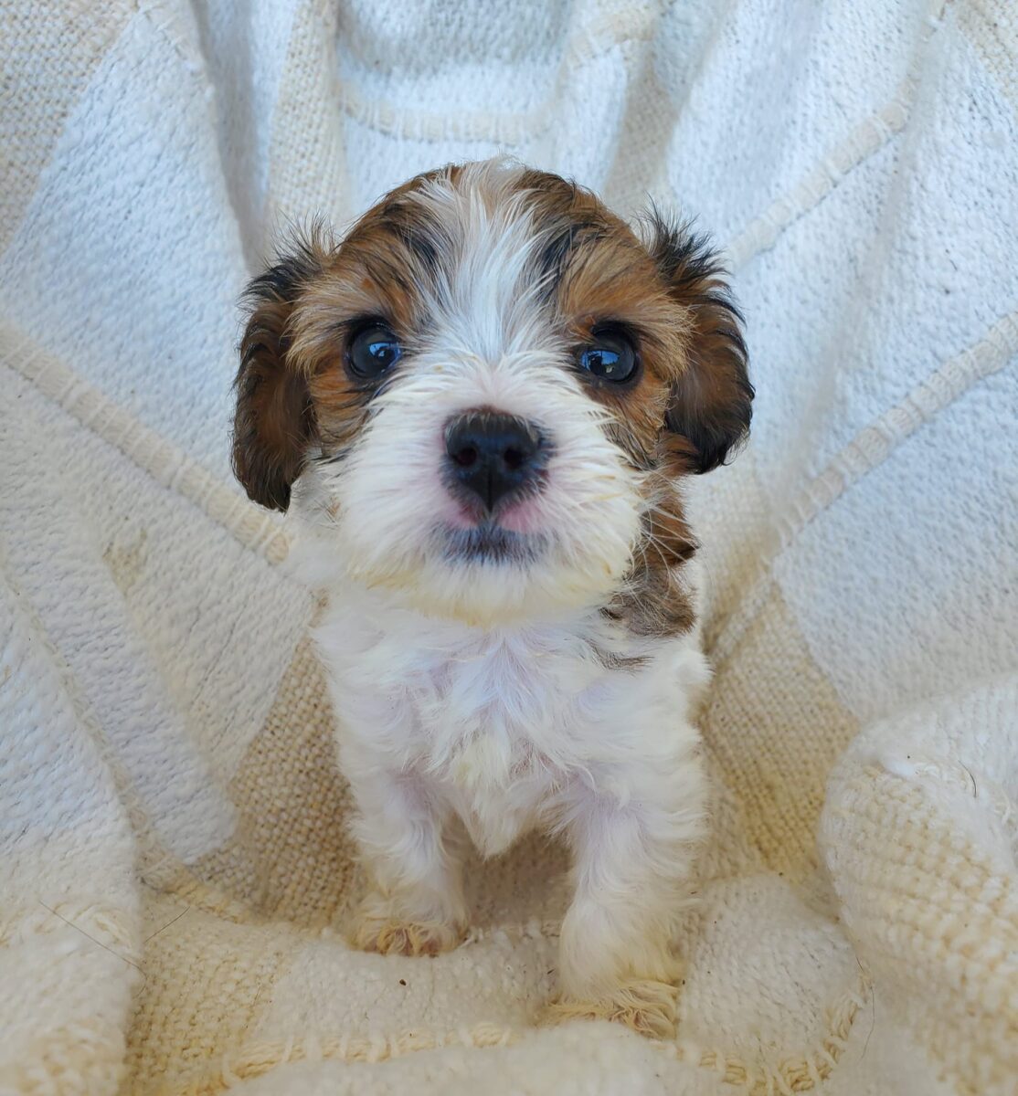 Della - The Road Home Animal Project