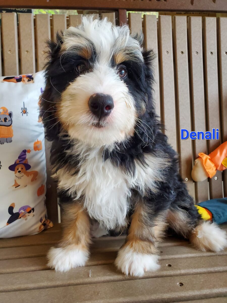 Denali - The Road Home Animal Project