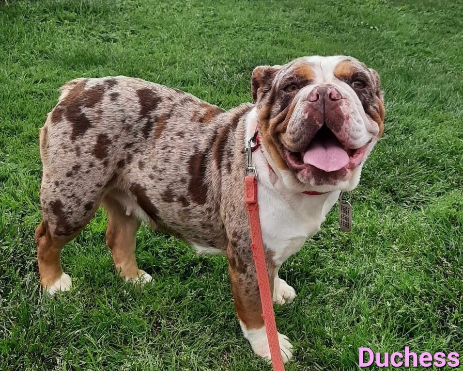 Duchess (cell dog) - The Road Home Animal Project