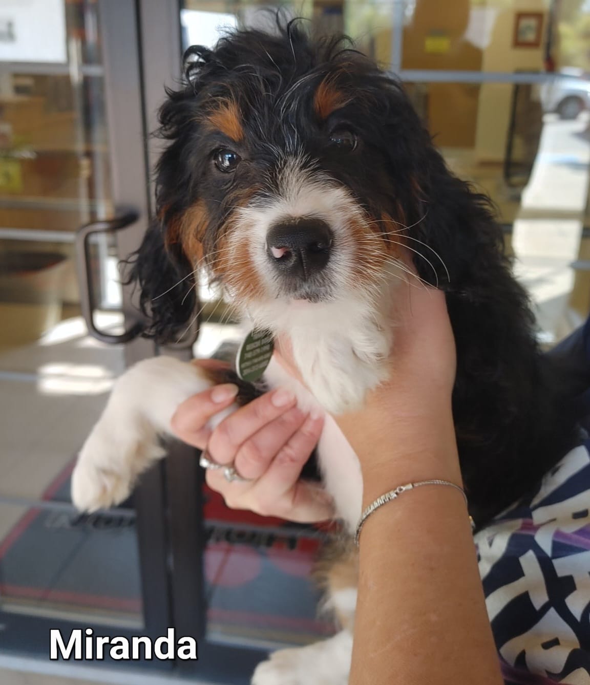 Miranda - The Road Home Animal Project