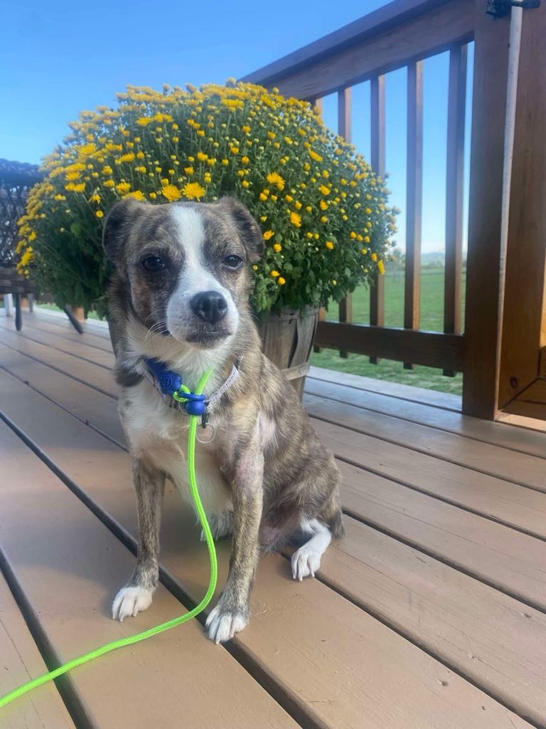 Molly Sue - The Road Home Animal Project