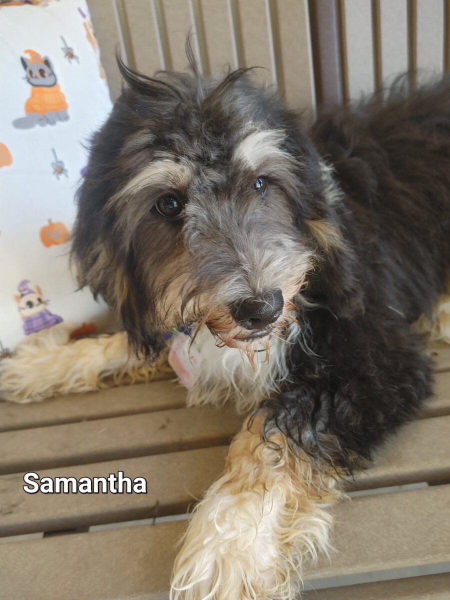 Samantha - The Road Home Animal Project