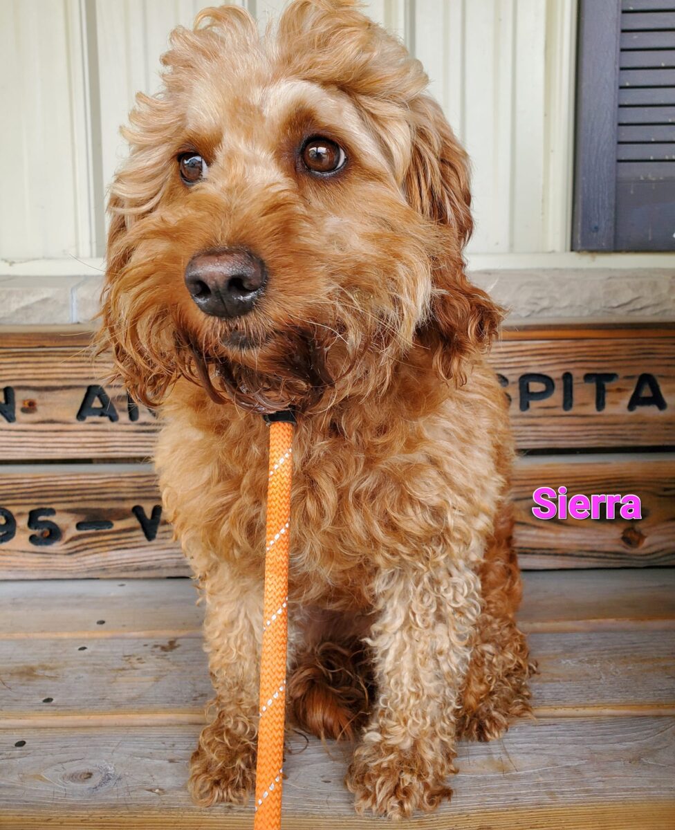 Sierra - The Road Home Animal Project