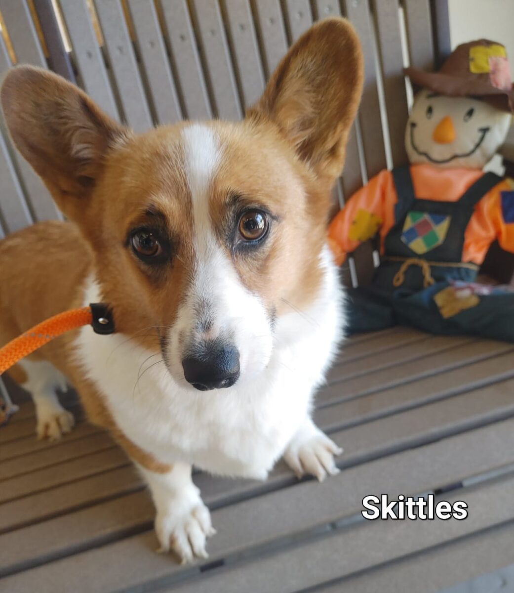 Skittles - The Road Home Animal Project