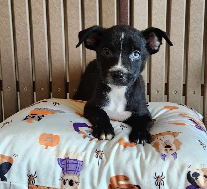 Waddles - The Road Home Animal Project