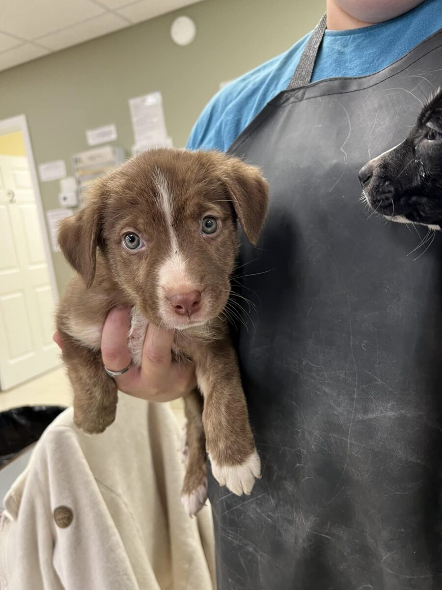 Waggles - The Road Home Animal Project