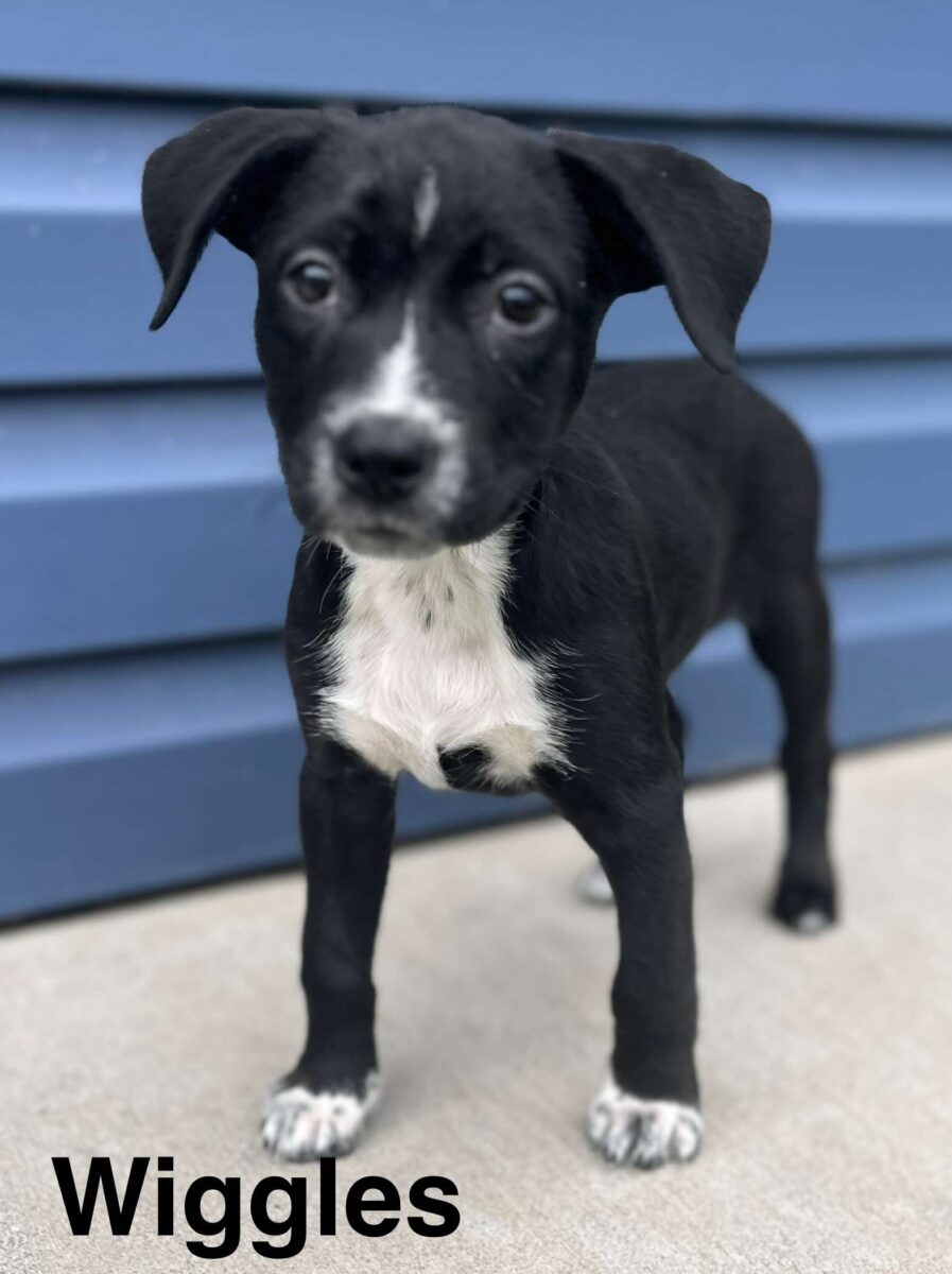 Wiggles - The Road Home Animal Project