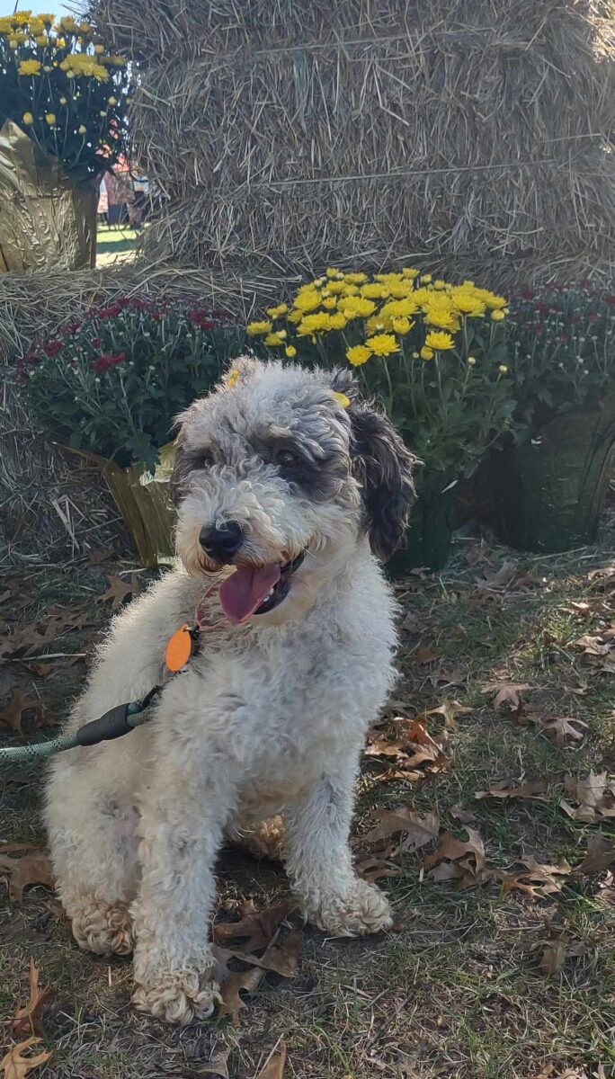 Winnie - The Road Home Animal Project