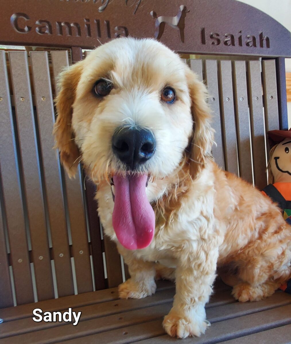 Sandy - The Road Home Animal Project