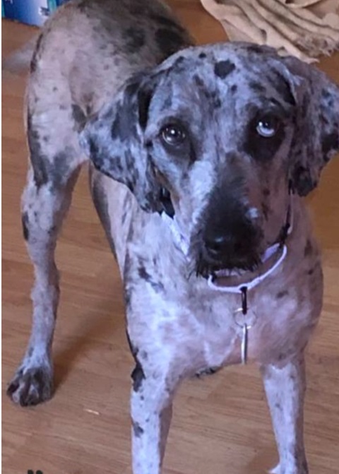 Carolina - The Road Home Animal Project