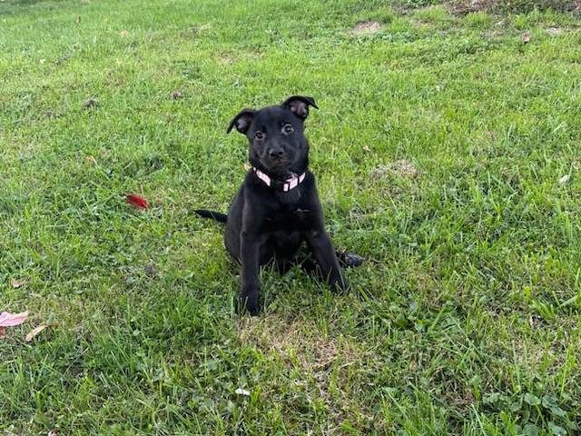 Cocoa - The Road Home Animal Project