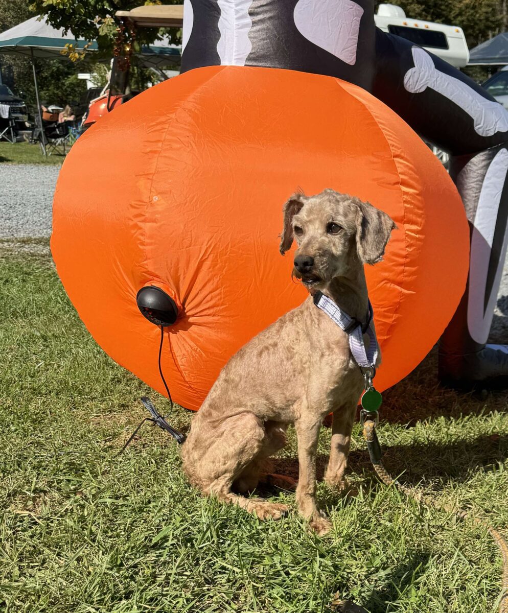 Dakota - The Road Home Animal Project