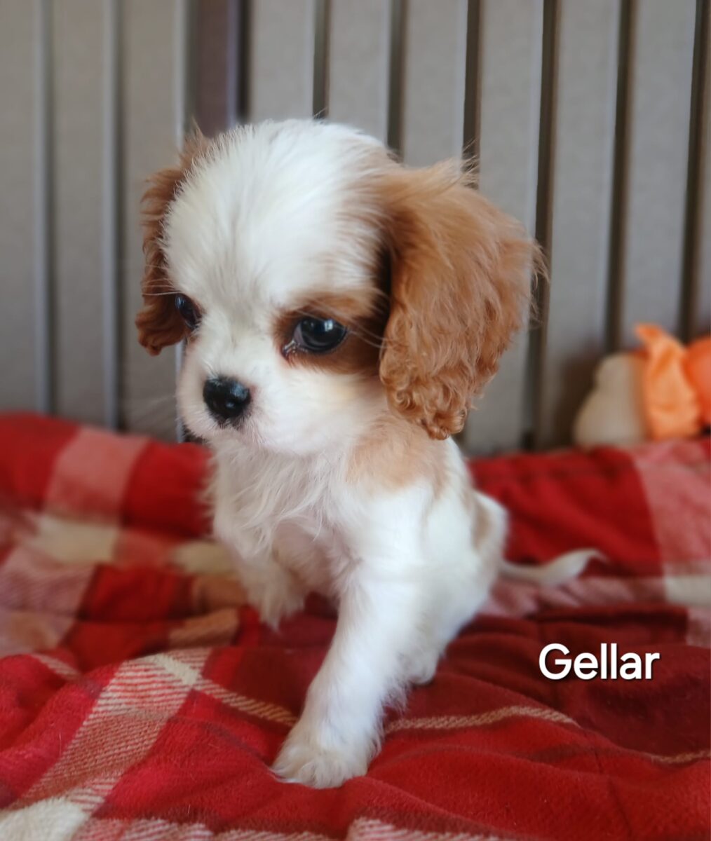 Gellar - The Road Home Animal Project