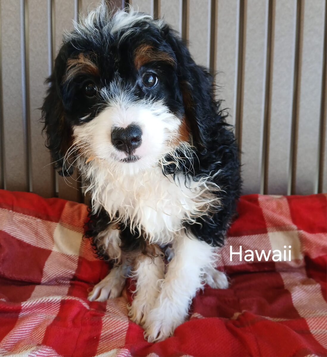 Hawaii - The Road Home Animal Project