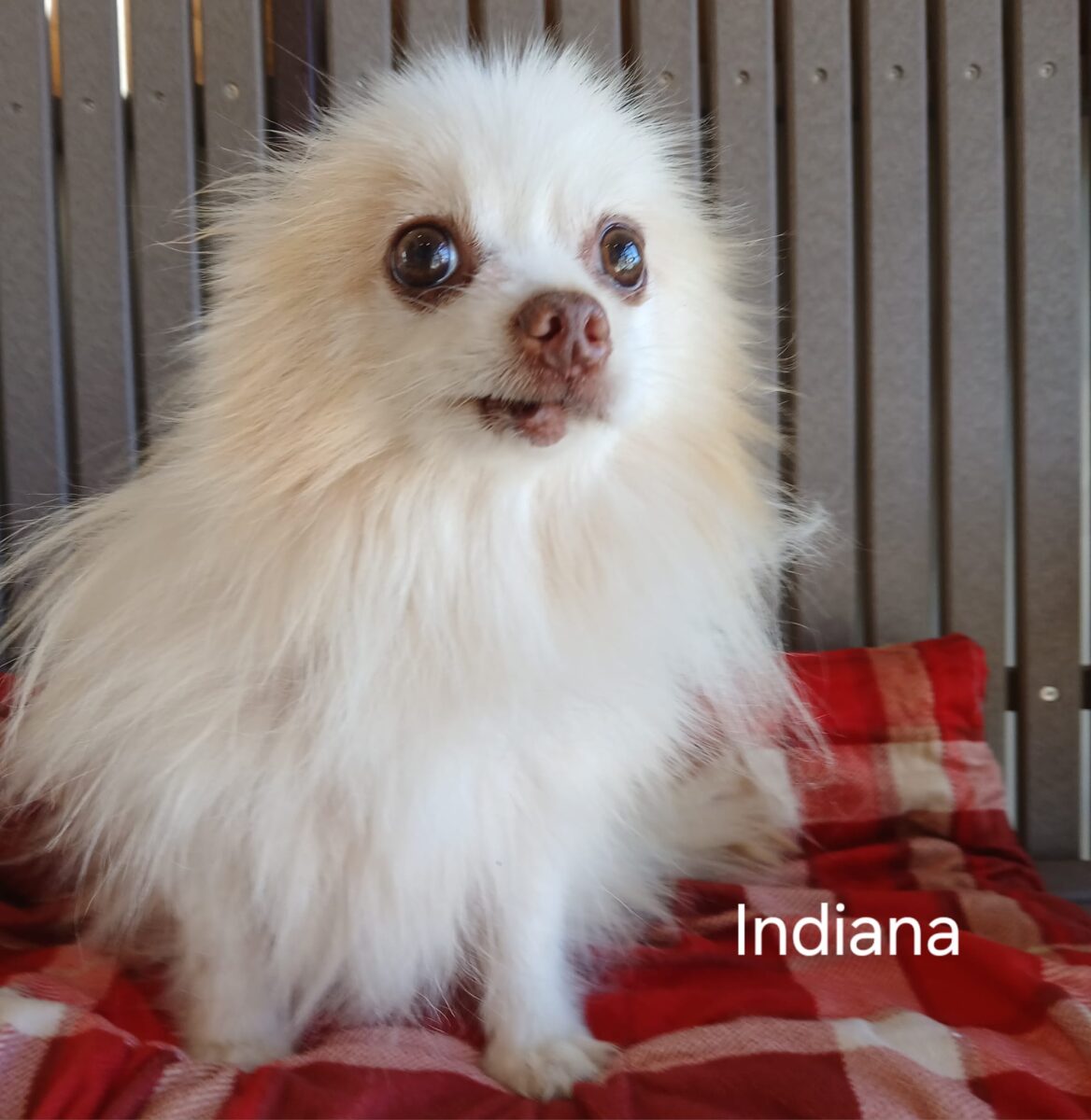 Indiana - The Road Home Animal Project