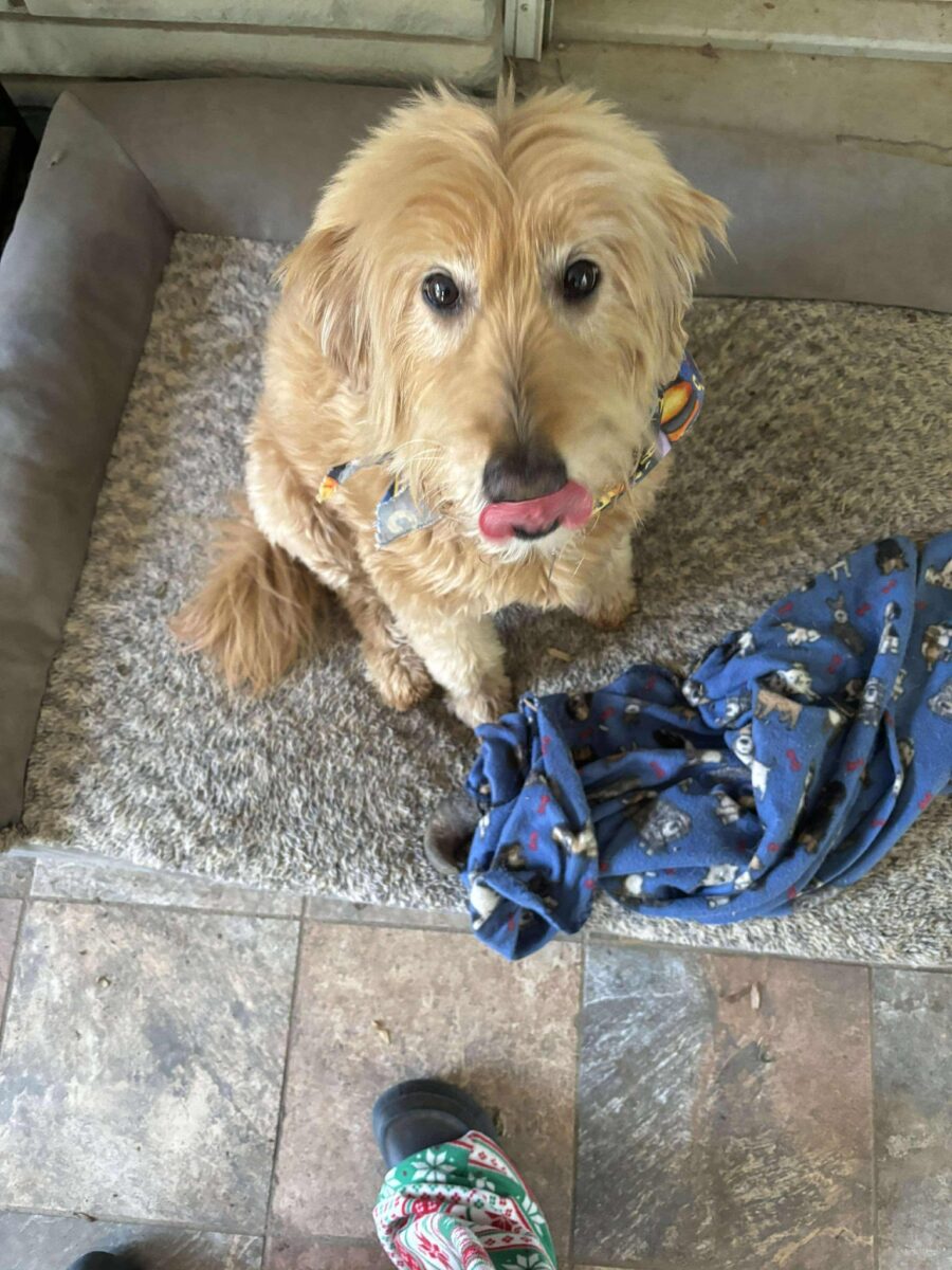 Luna - The Road Home Animal Project