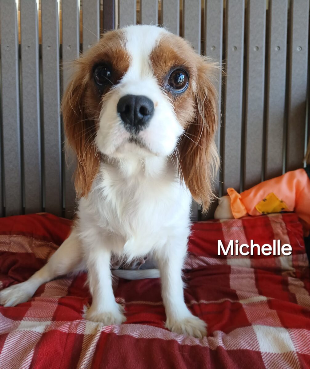 Michelle - The Road Home Animal Project