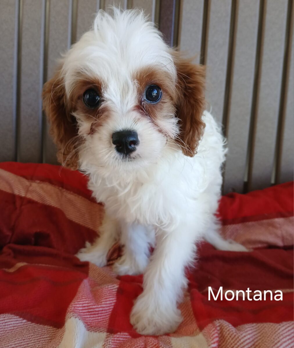 Montana - The Road Home Animal Project