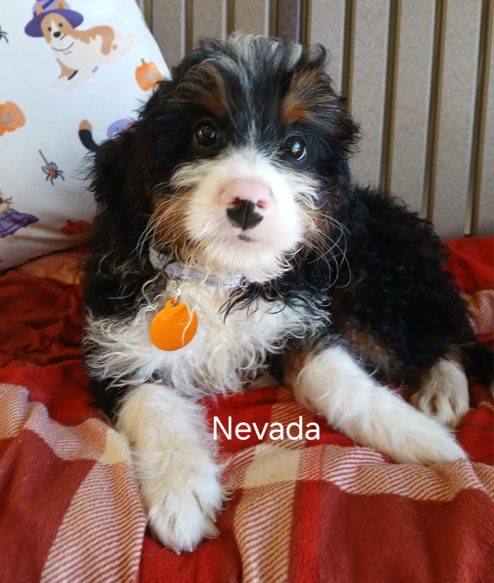 Nevada - The Road Home Animal Project