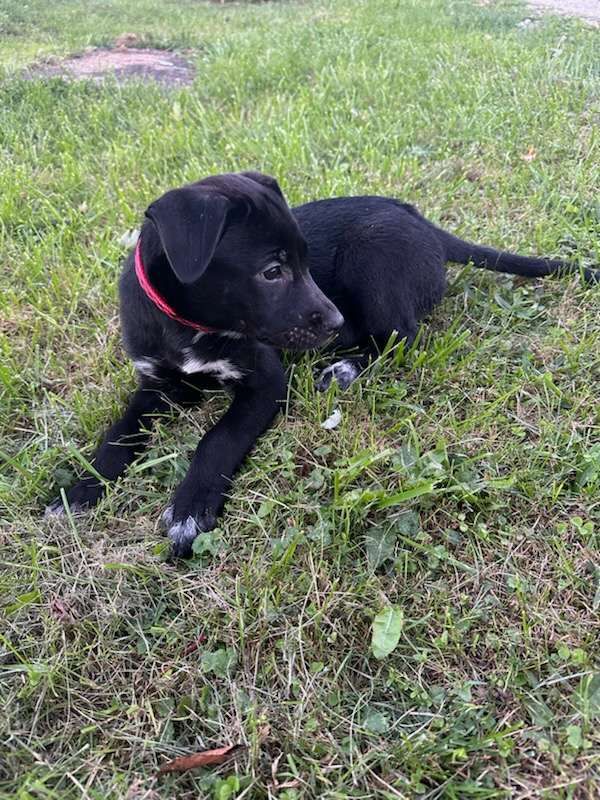 Oreo - The Road Home Animal Project