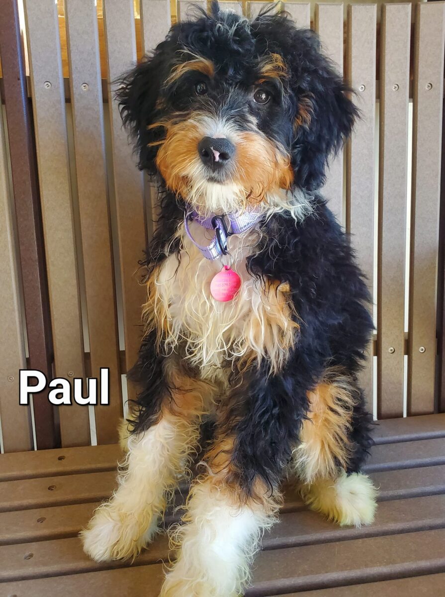 Paul - The Road Home Animal Project