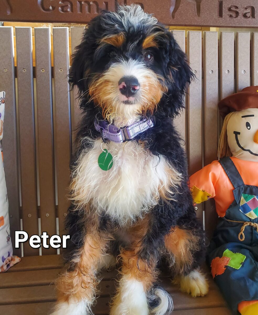 Peter - The Road Home Animal Project