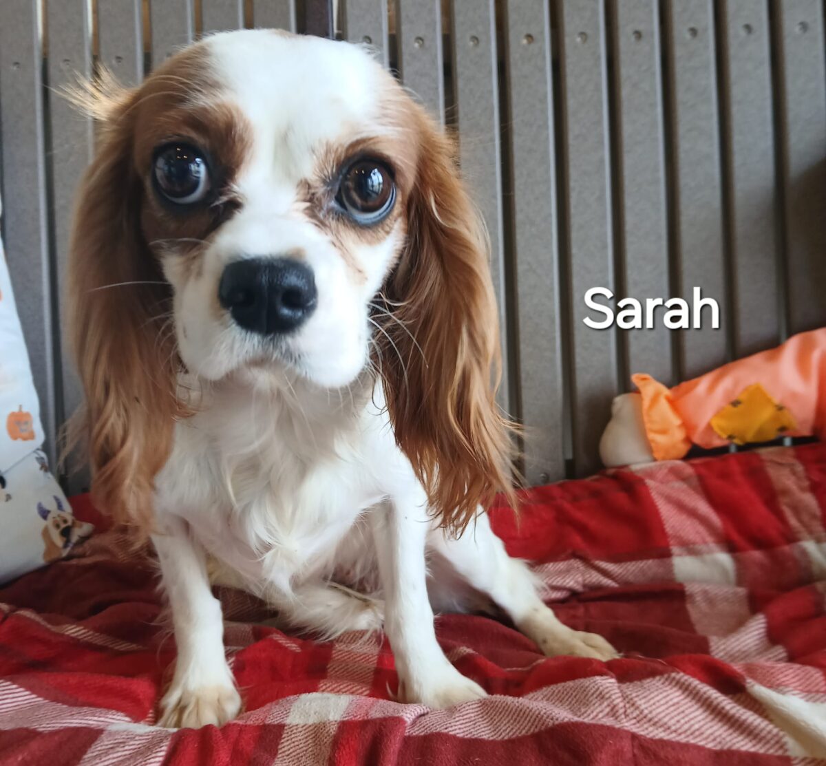 Sarah - The Road Home Animal Project