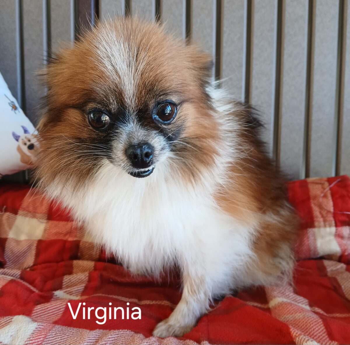 Virginia - The Road Home Animal Project