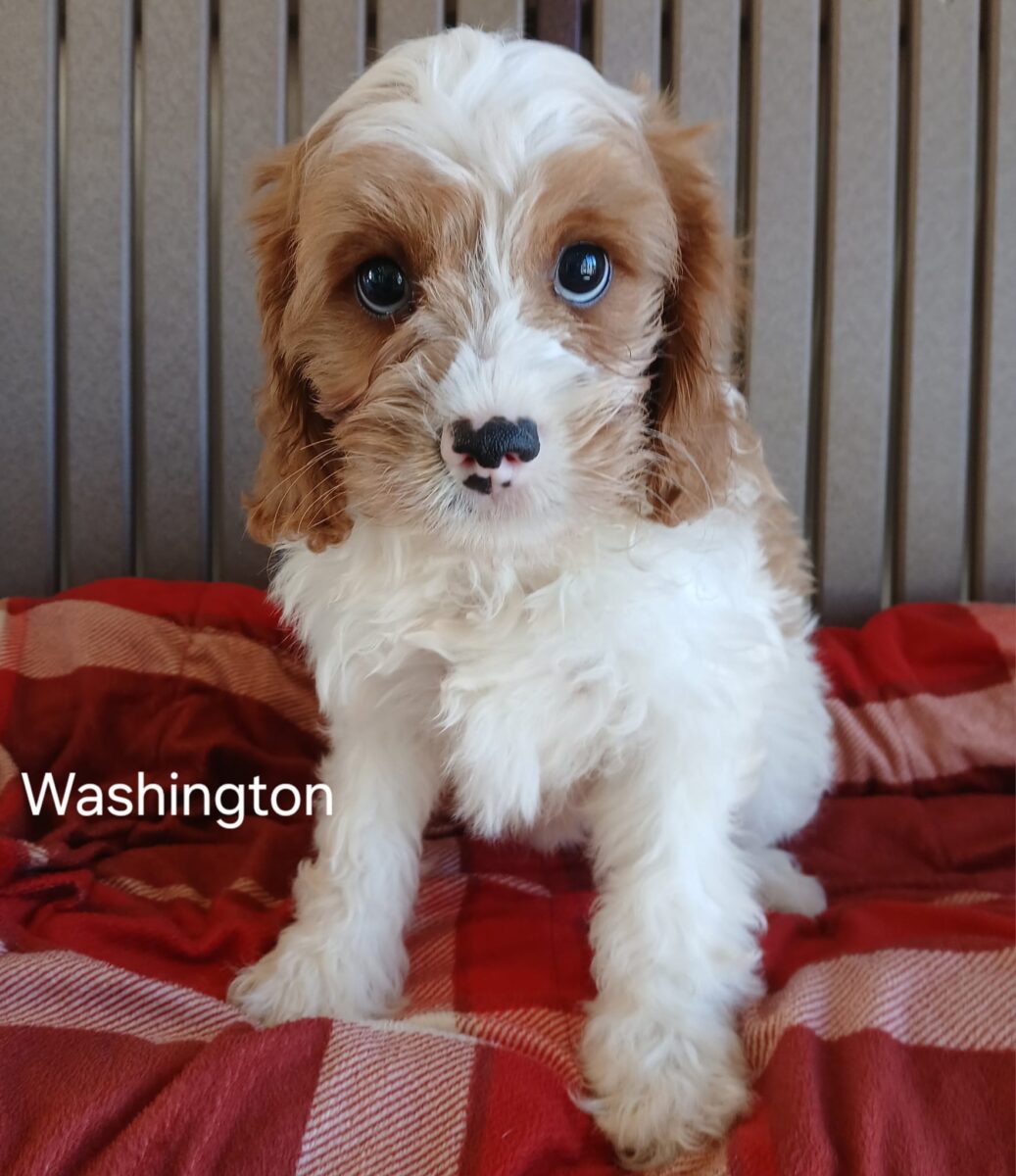 Washington - The Road Home Animal Project