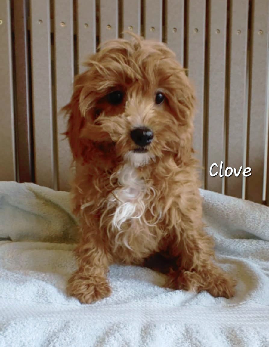 Clove - The Road Home Animal Project