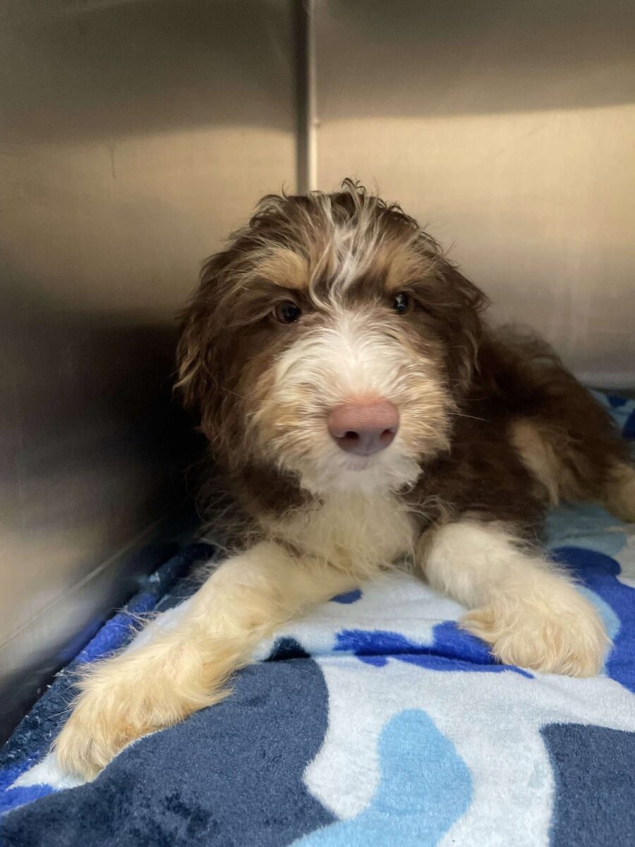 Hudson - The Road Home Animal Project