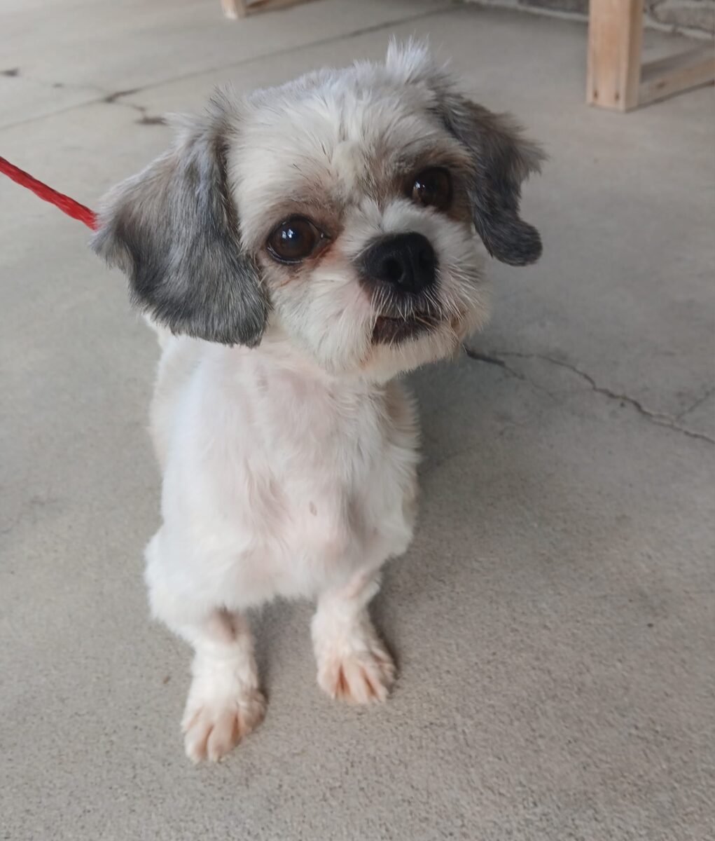 Netty - The Road Home Animal Project