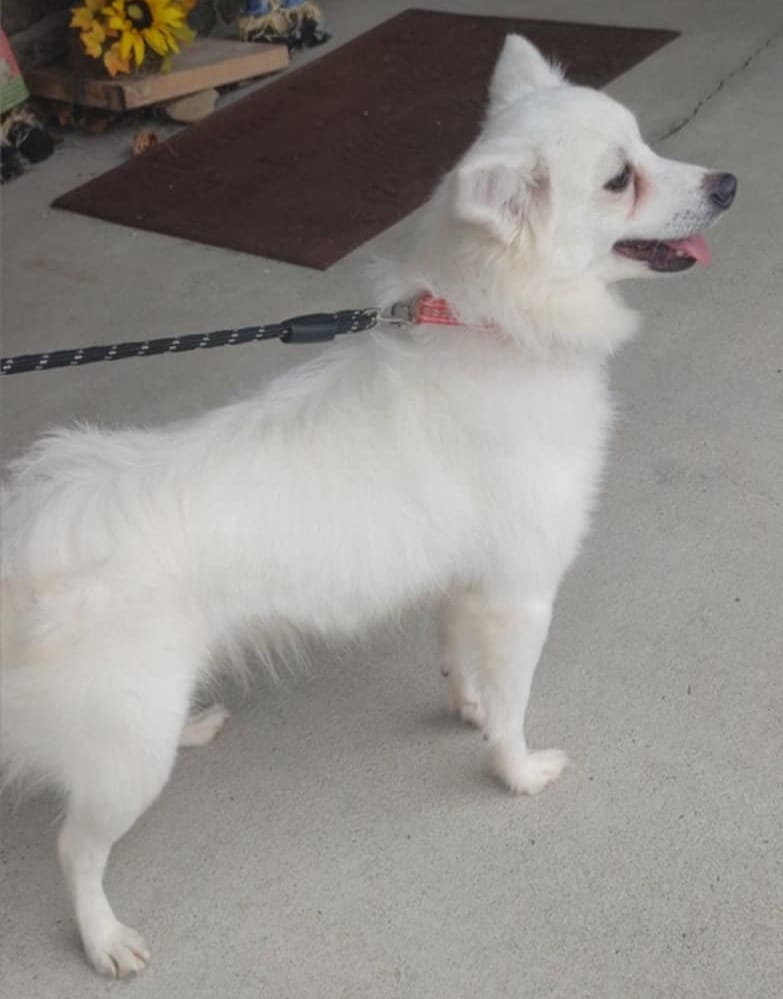 Nova - The Road Home Animal Project