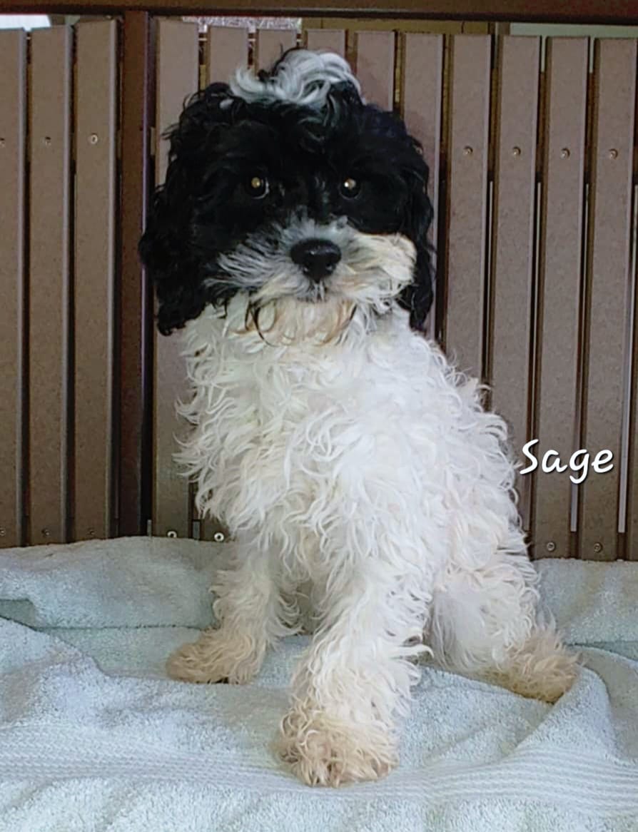 Sage - The Road Home Animal Project