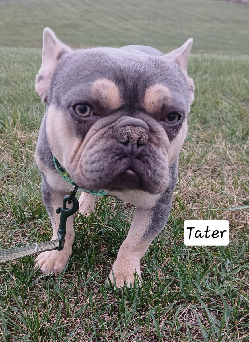 Tater - The Road Home Animal Project