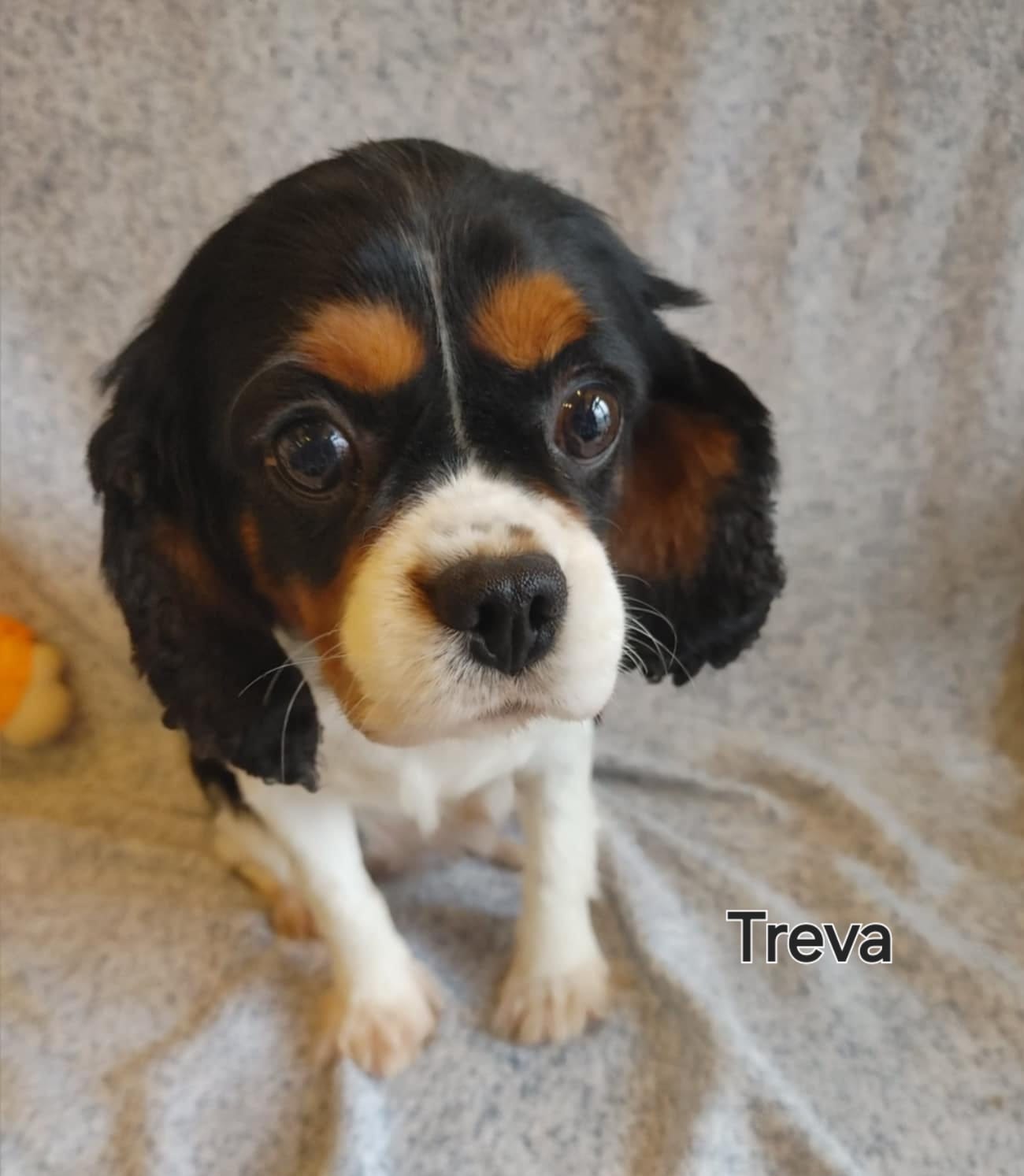 Treva - The Road Home Animal Project